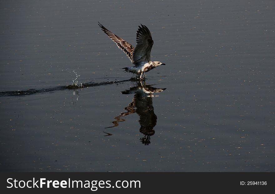 Usual gull, inhabitant of freshwater lakes. Usual gull, inhabitant of freshwater lakes