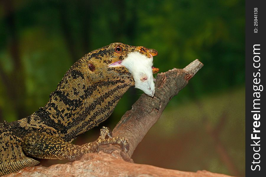 Green And Black Monitor Lizard Eating White Mouse
