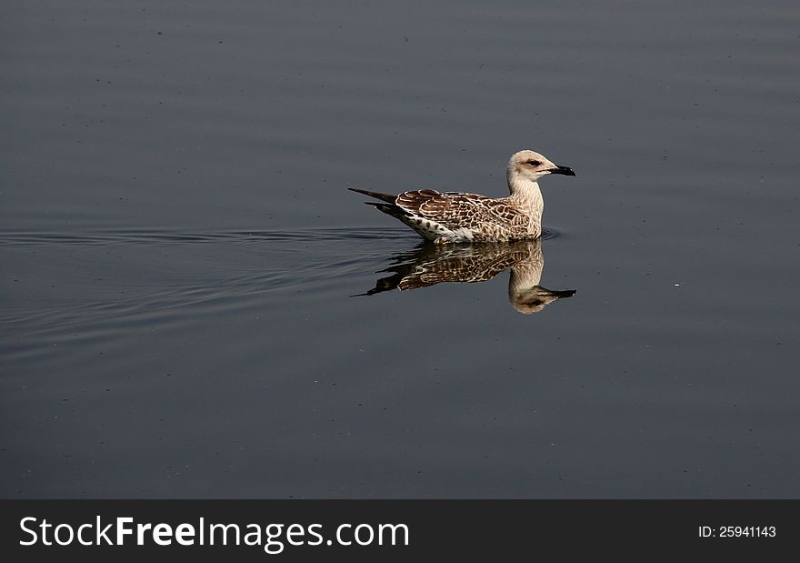Usual gull, inhabitant of freshwater lakes. Usual gull, inhabitant of freshwater lakes