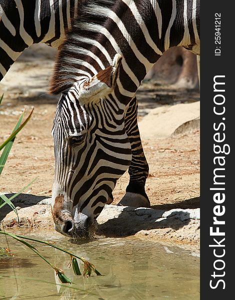 Striped Grevy's Zebra Drinking From Pool