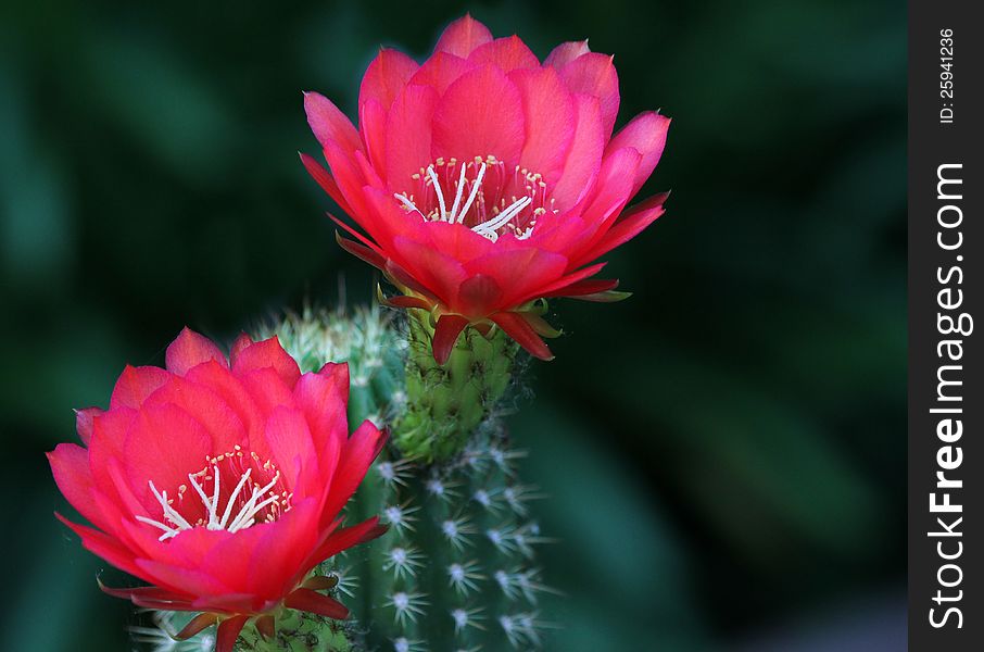 Bright Reddish Pink Cacti Blossoms Against Green Background. Bright Reddish Pink Cacti Blossoms Against Green Background