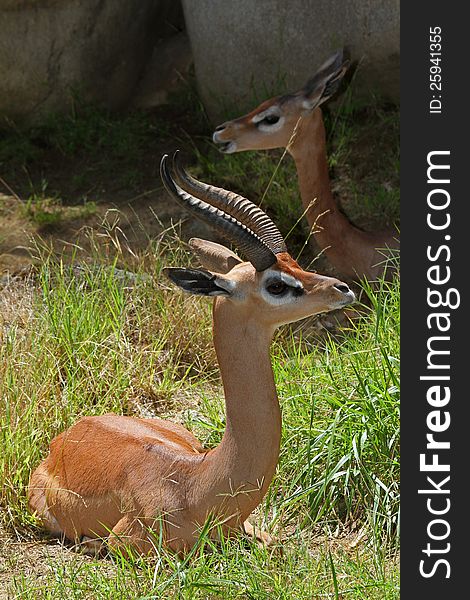 Male Antelope Sitting In Sunshine With Female In Background. Male Antelope Sitting In Sunshine With Female In Background