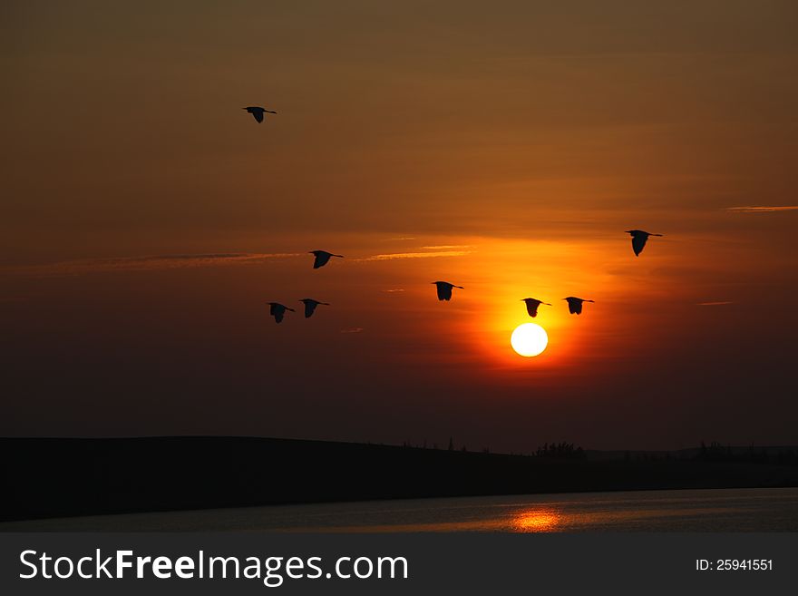 Beautiful wild goose in the sunrise