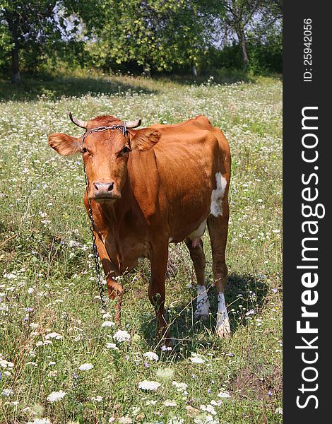 A table of contents of cattle is in a private farm. A table of contents of cattle is in a private farm