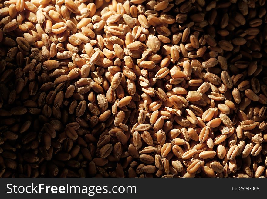 Grains of wheat close-up with sun light effect