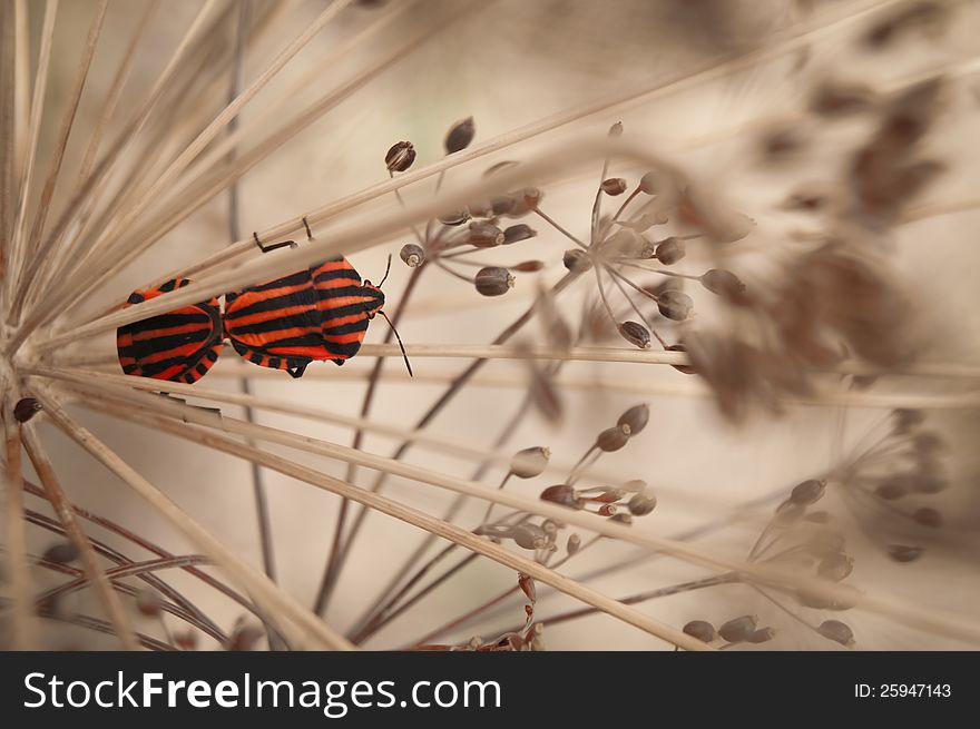 2 shield bugs in nature standing on a dill. 2 shield bugs in nature standing on a dill