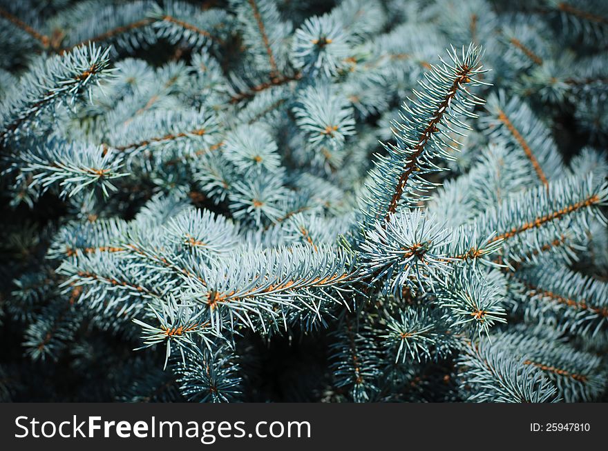 Prickly Branches Of Blue Spruce