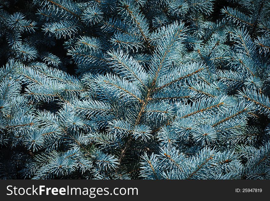Blue spruce needles background. High resolution texture. Blue spruce needles background. High resolution texture