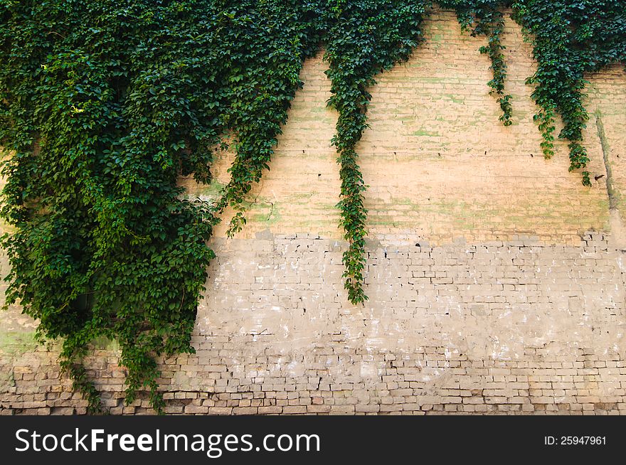 Close up stone wall texture with grapevine and it's shadow. Close up stone wall texture with grapevine and it's shadow