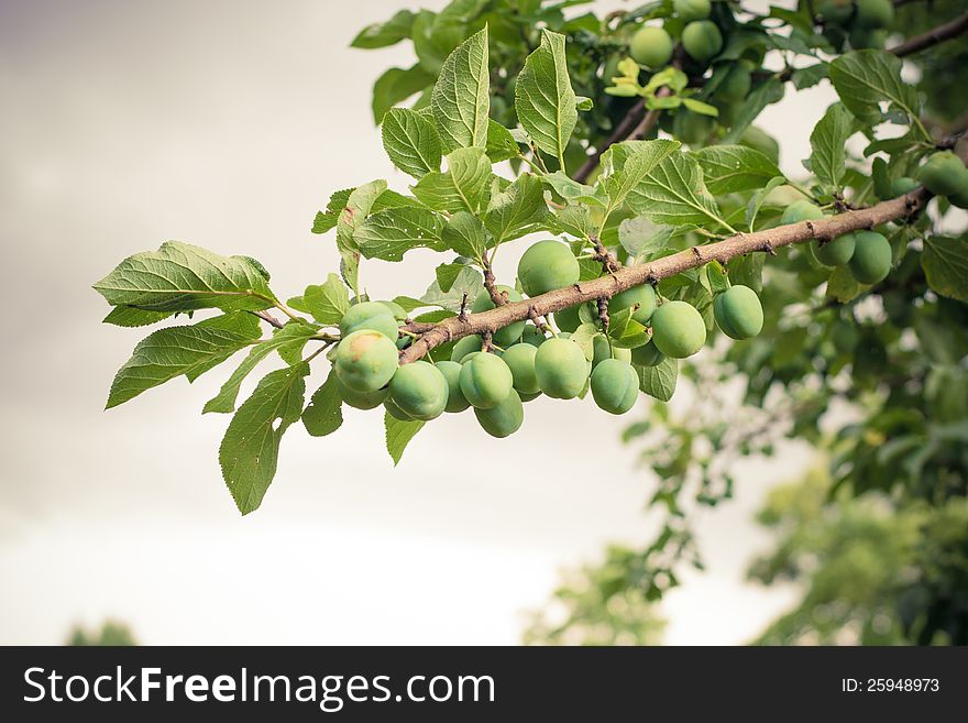 Plum tree before rain storm