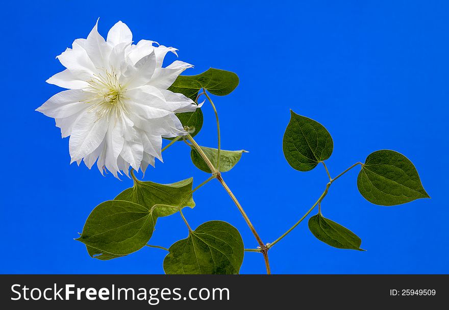 View of a and White Clematis in full bloom on a blue background.