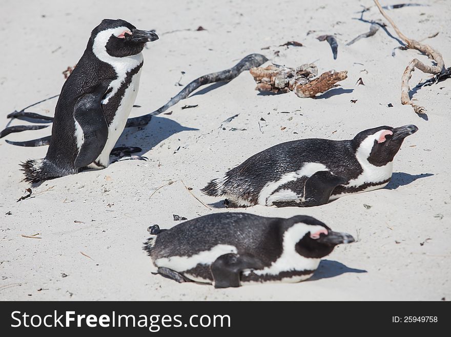 Penguins on the sand in the sun in Bettiesbaai.