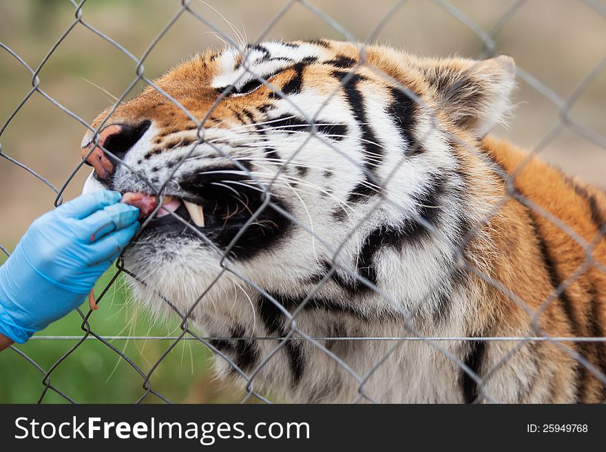 The little tiger is being fed by its care taker. The little tiger is being fed by its care taker.