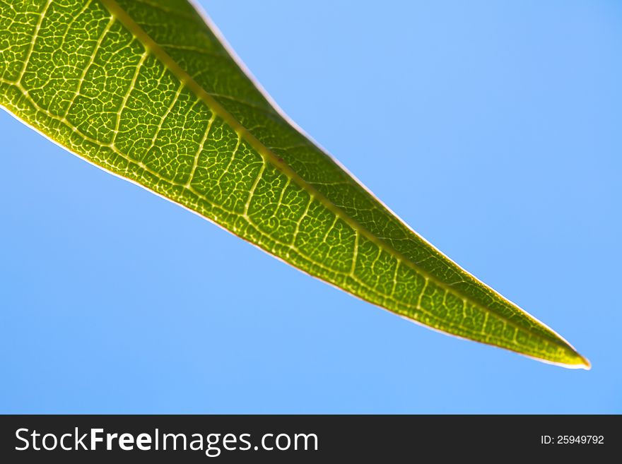 A lot of detail in something so small, like a leaf. A lot of detail in something so small, like a leaf.