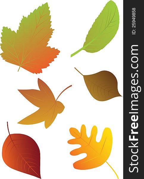 Autumn leaves on white background. Autumn leaves on white background.