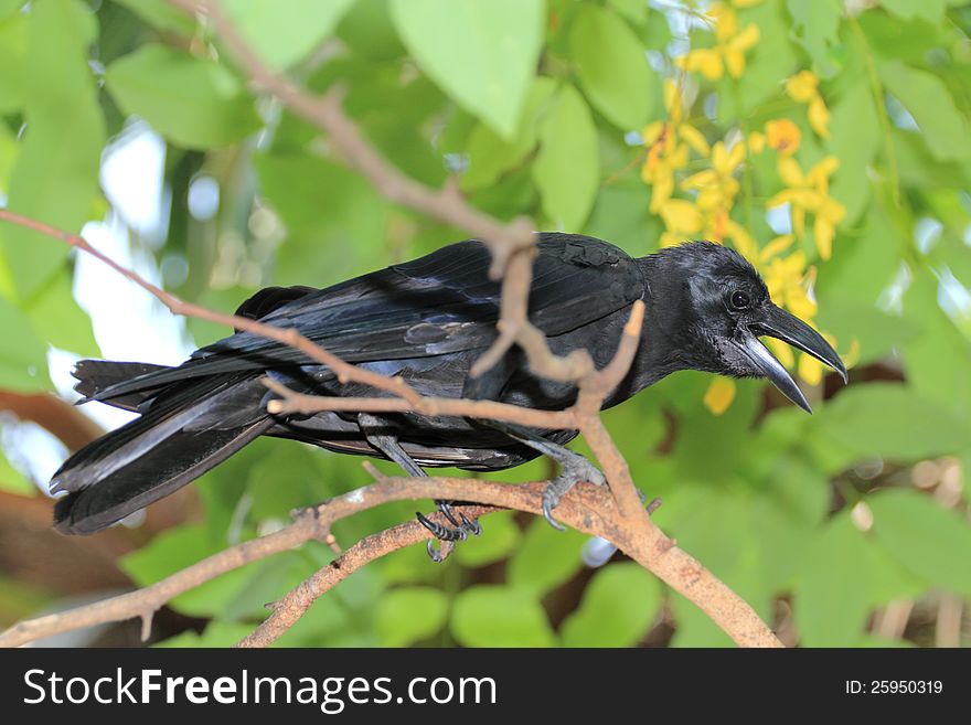 Black a raven on a tree during the day