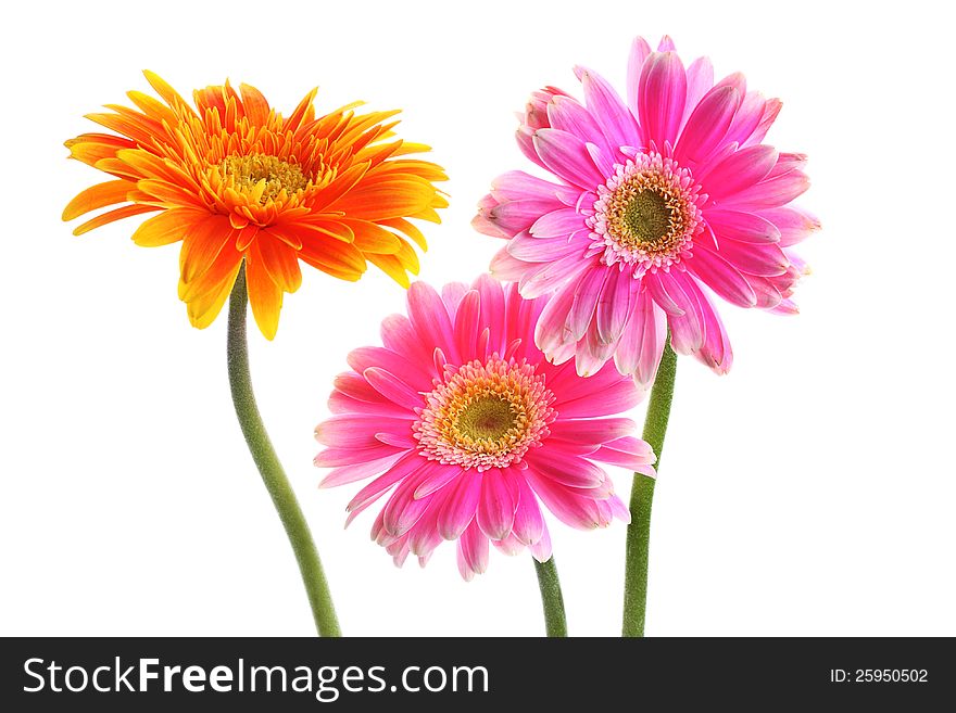 Fresh pink and yellow gerbera on white background