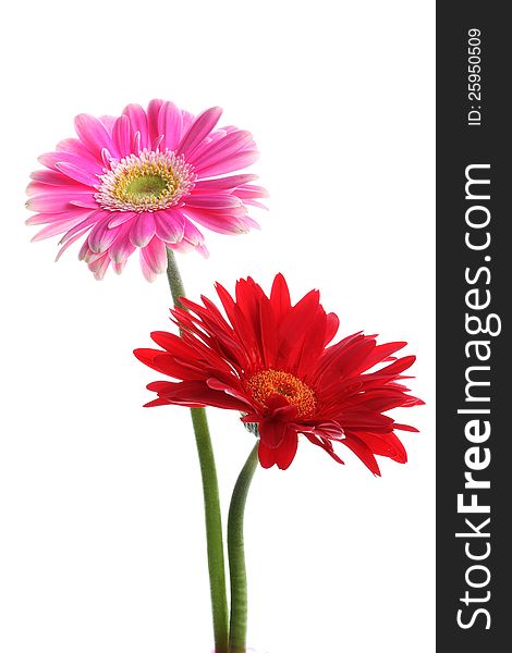 Fresh pink and red gerbera on white background