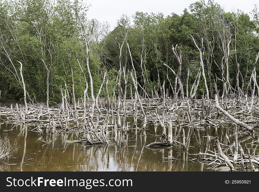 Dead tree landscape in late sun - mangrove forest