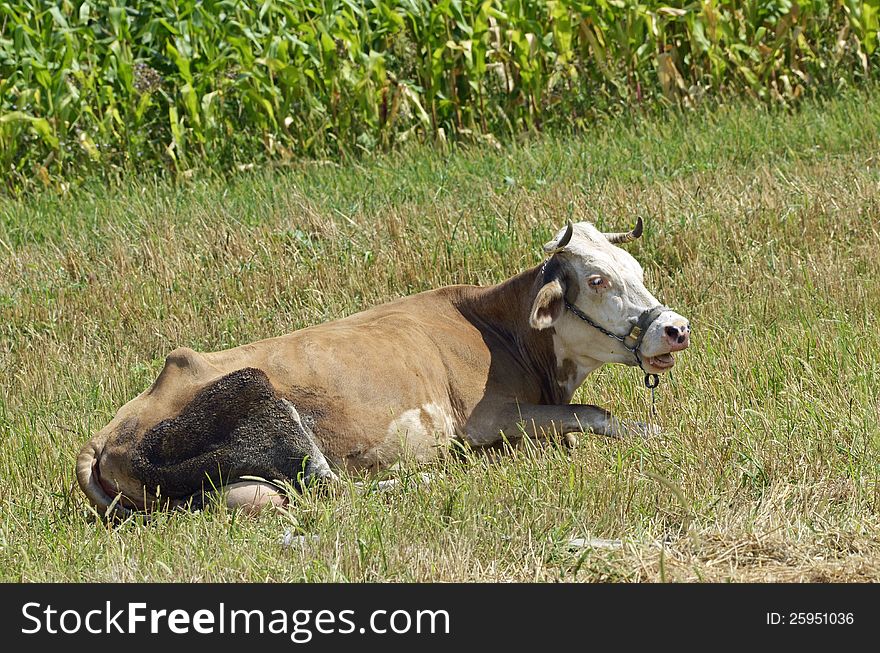 Linked cow on sunny field. Linked cow on sunny field