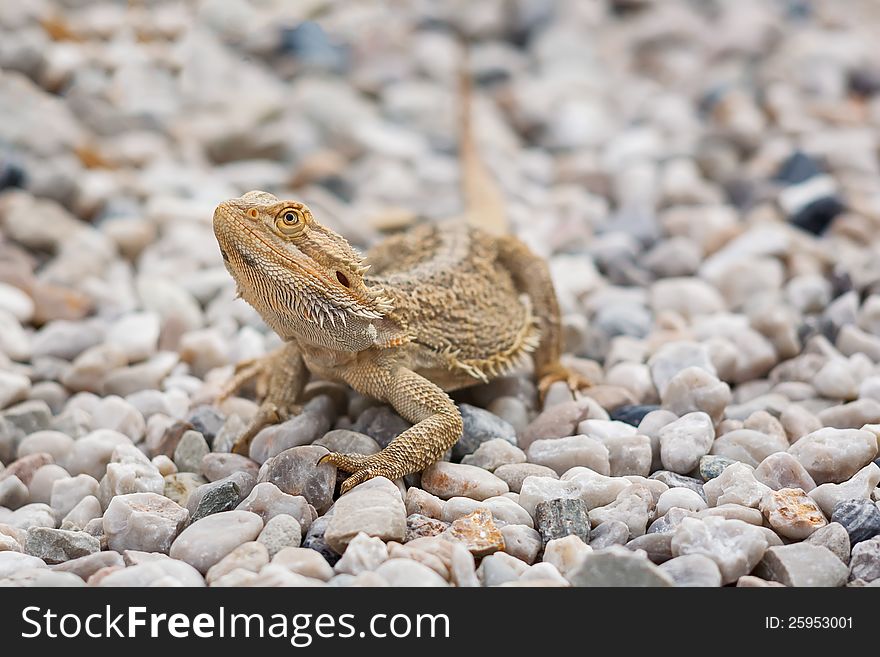 A Bearded Dragon Lizard (Pogona vitticeps) on pebble stones. A Bearded Dragon Lizard (Pogona vitticeps) on pebble stones.