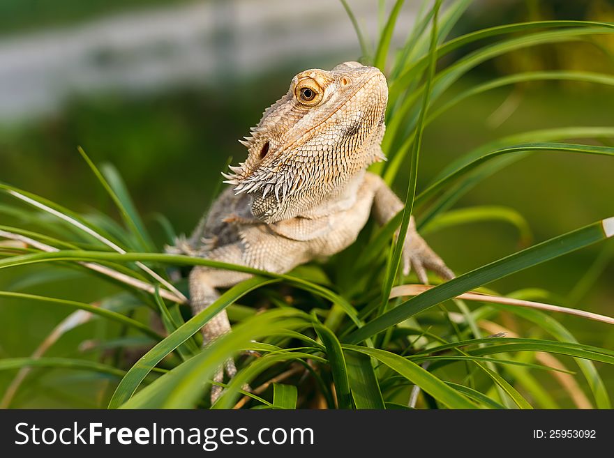 A Bearded Dragon Lizard (Pogona vitticeps) on the palm tree. A Bearded Dragon Lizard (Pogona vitticeps) on the palm tree.