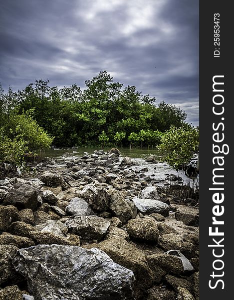 Mangrove Forest In Blue Sky