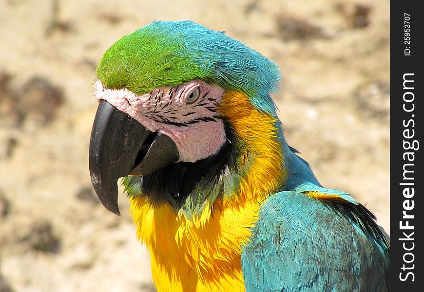 Blue And Yellow Macaw, Ara Ararauna