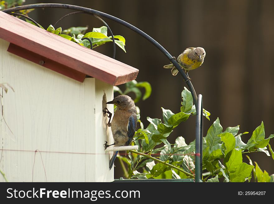 Bluebird checking her nest while Goldfinch watches. Bluebird checking her nest while Goldfinch watches.