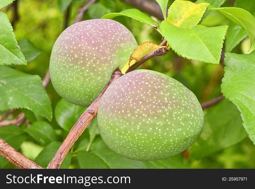 Quincy fruits growing on the tree