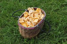 Basket With A Mushrooms Royalty Free Stock Images Basket With A Mushrooms Royalty Free Stock Images