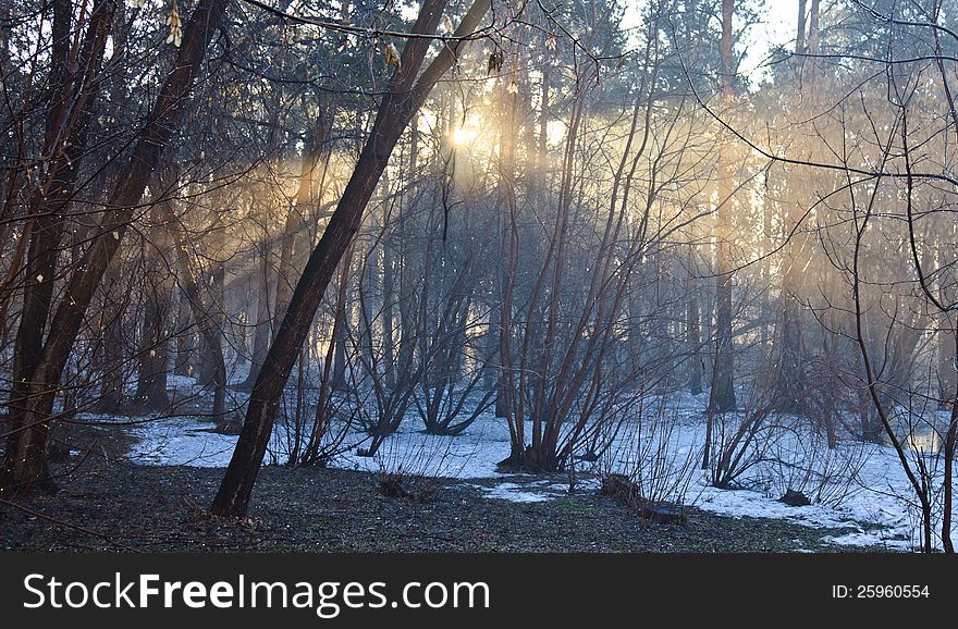 The rays of light in the spring forest. The rays of light in the spring forest