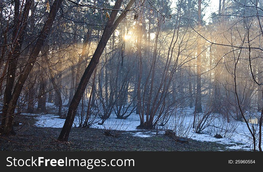 Early Spring