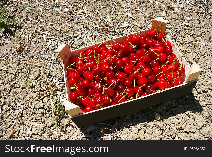 Crate of cherries put on the ground of the orchard. Crate of cherries put on the ground of the orchard.