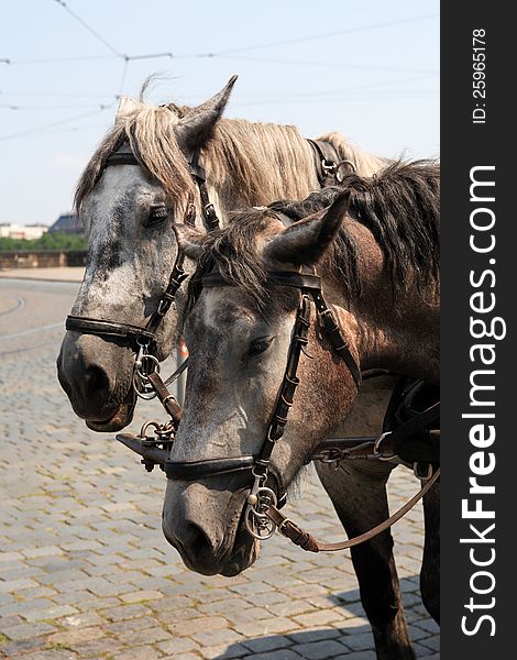Closeup portrait of pair gray carriage horses with harness