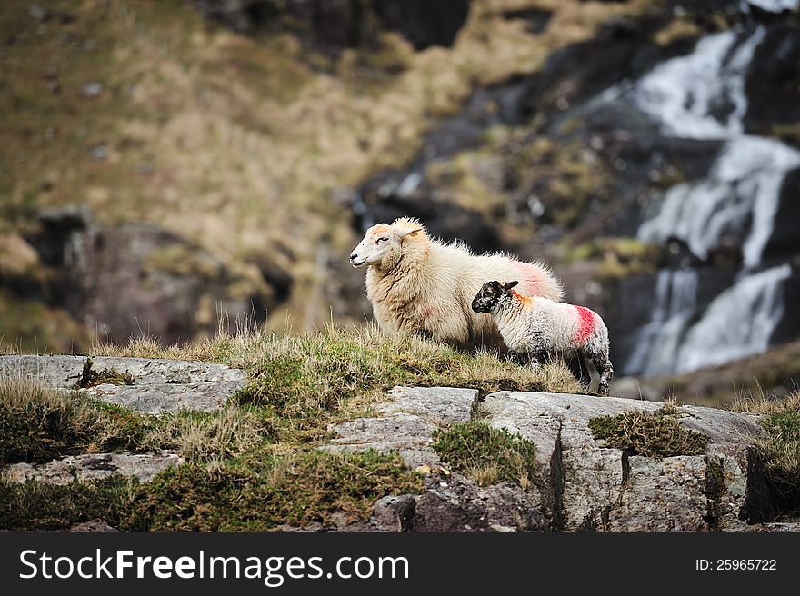 Little lamb with mum sheep. Little lamb with mum sheep