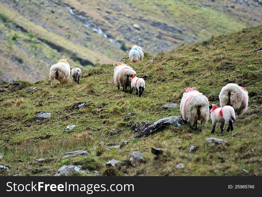 Little lamb with mum sheep. Little lamb with mum sheep