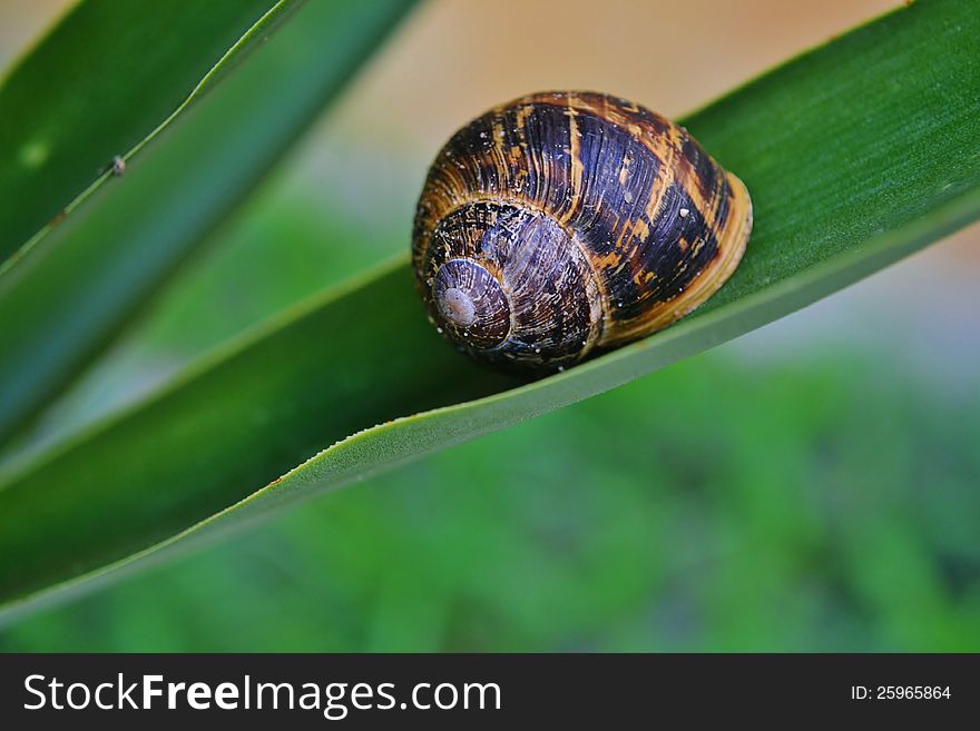 Macro image of Snail on yuca leaf