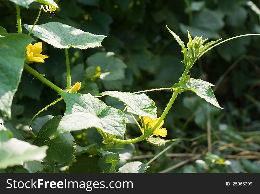 Small flowering cucumber growing in the bush