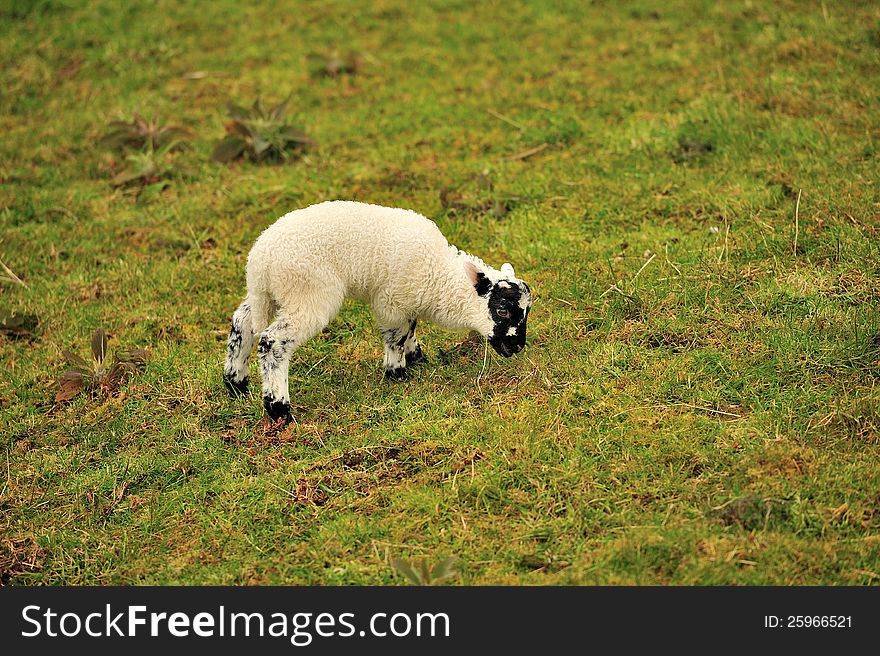 A lamb eating grass.