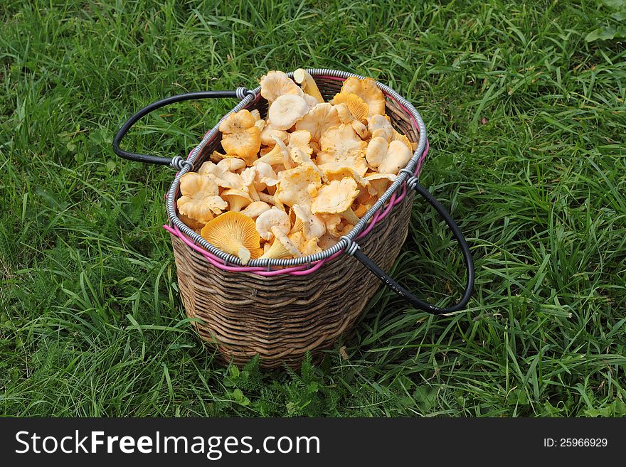 Basket with a mushrooms on a green grass