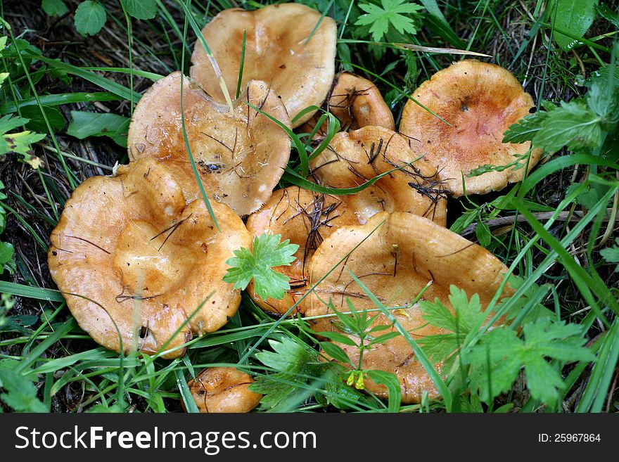 Mushrooms In Forest