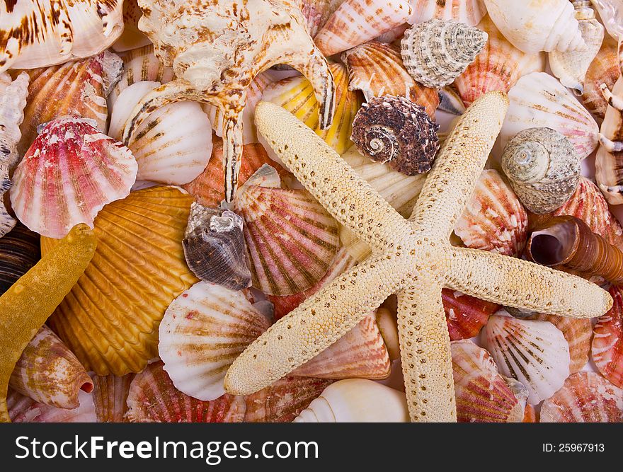 Sea shells and starfish as background