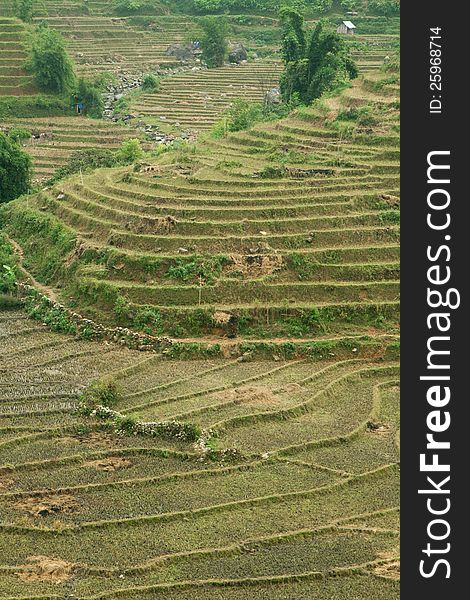 Green rice terraces in Sapa, Vietnam.