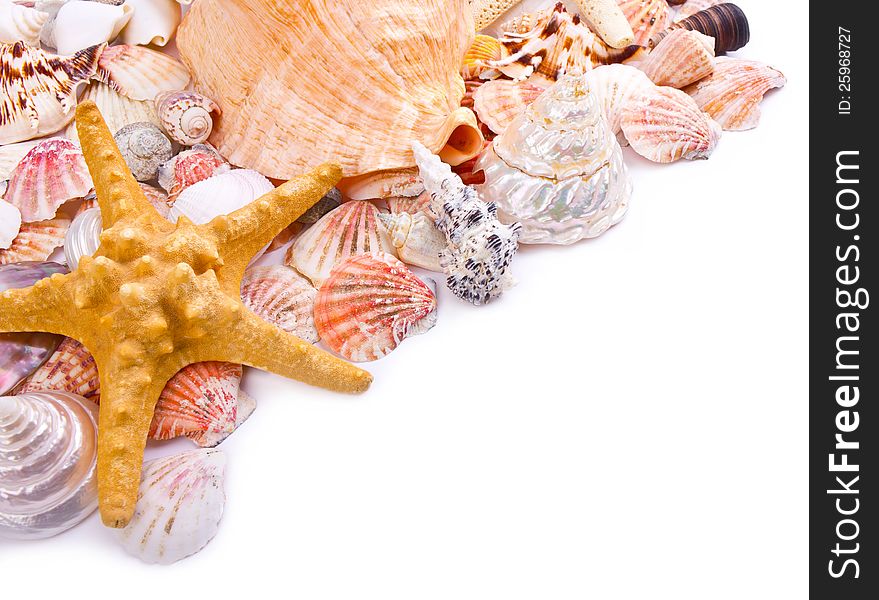 Sea shells on the white background