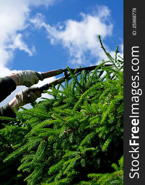 Man is cutting the spruce fence on the summer