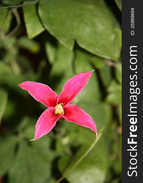 A Beautiful Individual Pink Clematis Flower Head. A Beautiful Individual Pink Clematis Flower Head.