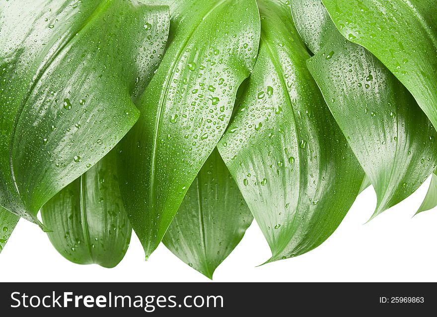 Big green leaves with rain droplets. Isolated on white background. Big green leaves with rain droplets. Isolated on white background.