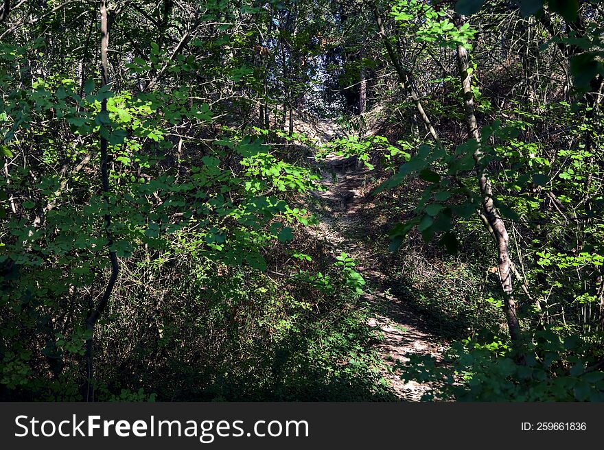 Dirt path on an embankment in the middle of a forest