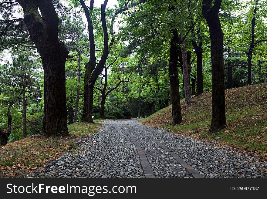 Paved path under a tree canopy